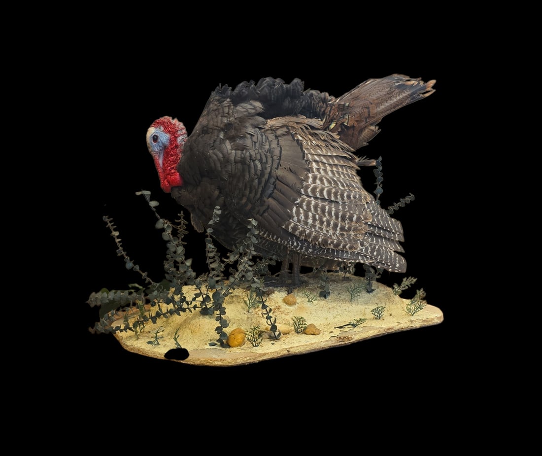 Vintage Eastern Wild Turkey Taxidermy Mount (1 of 3)