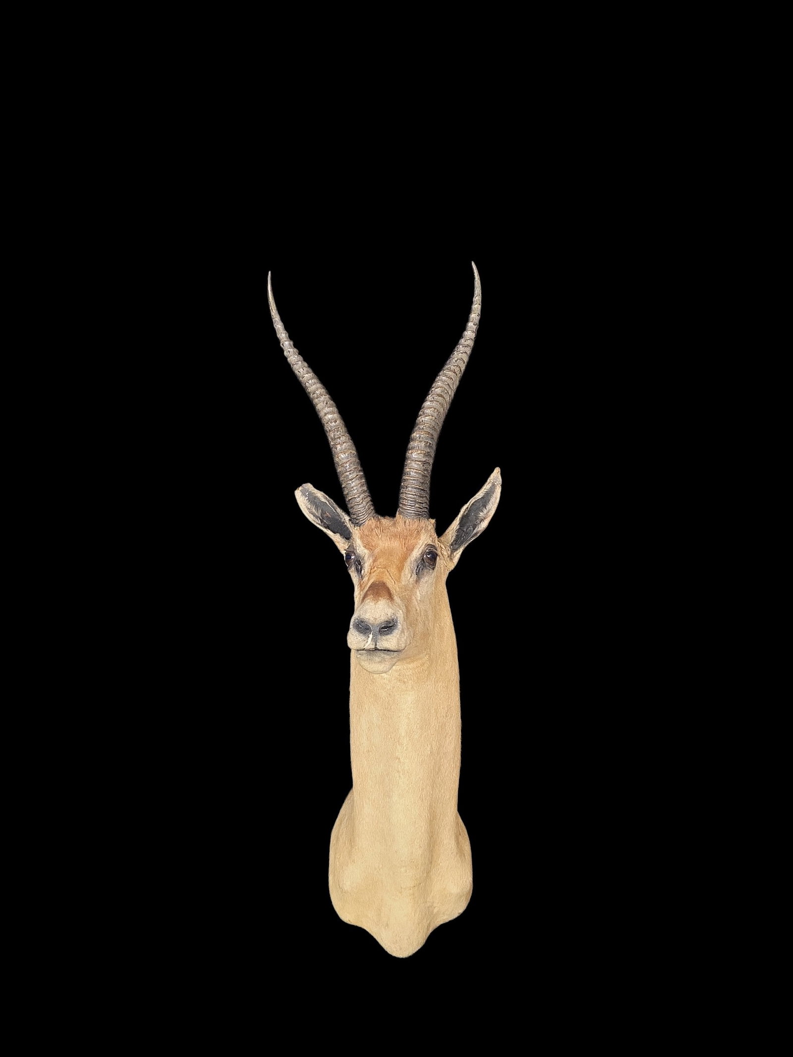 Vintage Taxidermy African Grants Gazelle Shoulder Mount (1 of 2)
