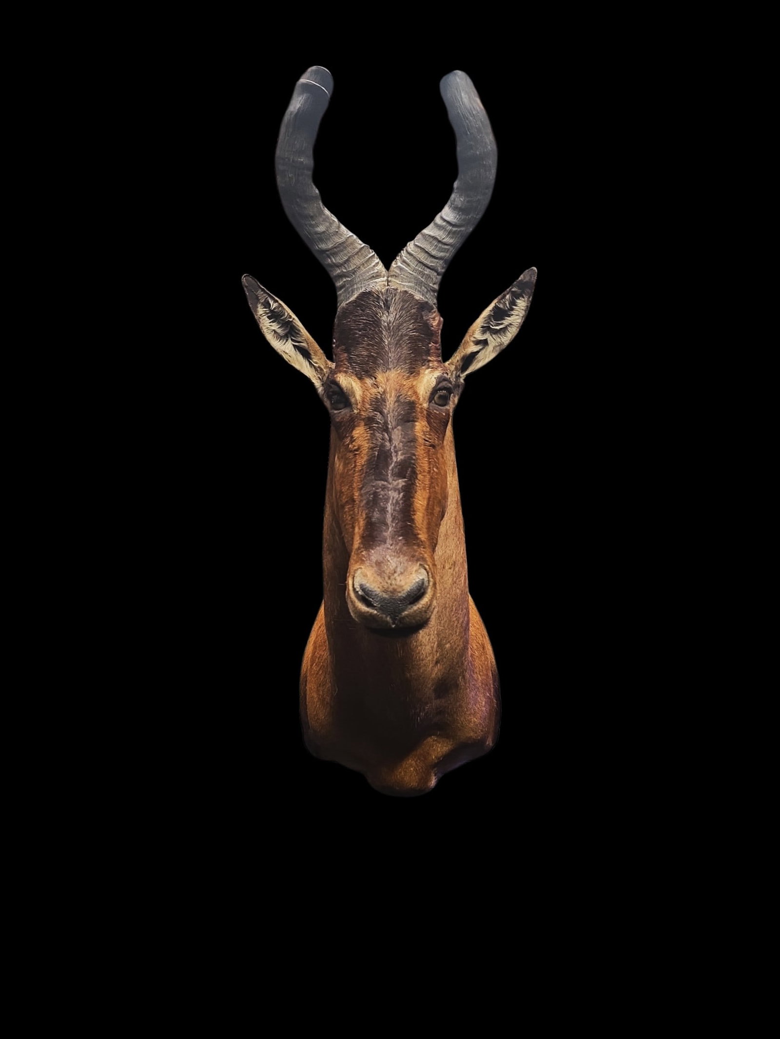 Vintage South African Cape Red Heartbeest Taxidermy Shoulder Mount (1 of 5)