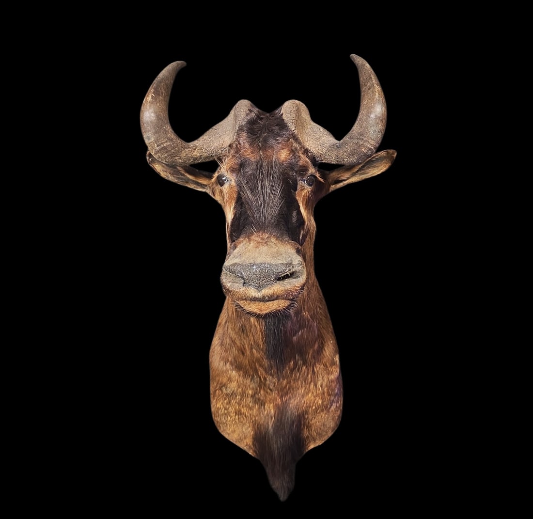 Vintage Taxidermy African Wildebeest Shoulder Mount (1 of 4)