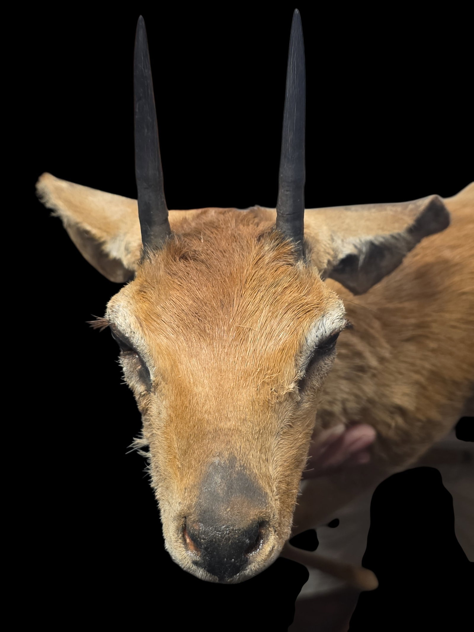 Vintage Taxidermy Mount Make Steenbok Antelope (1 of 4)