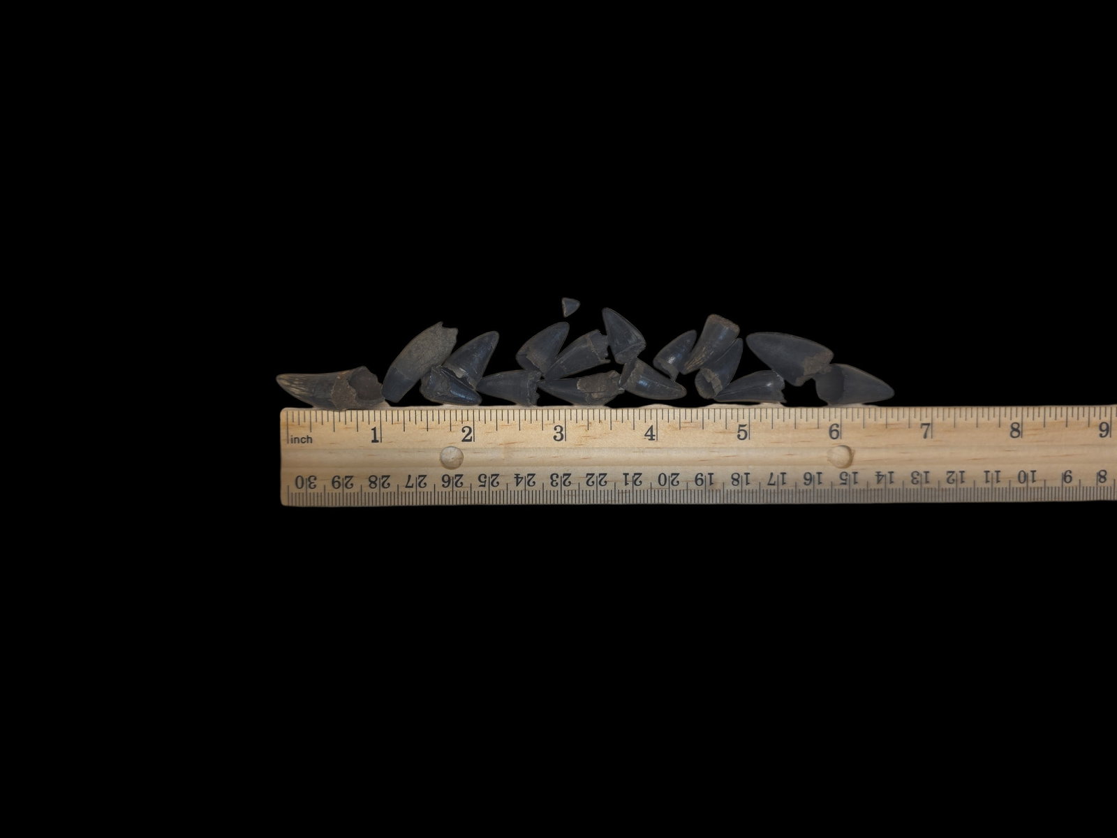 Fossilized Alligator Teeth - 2