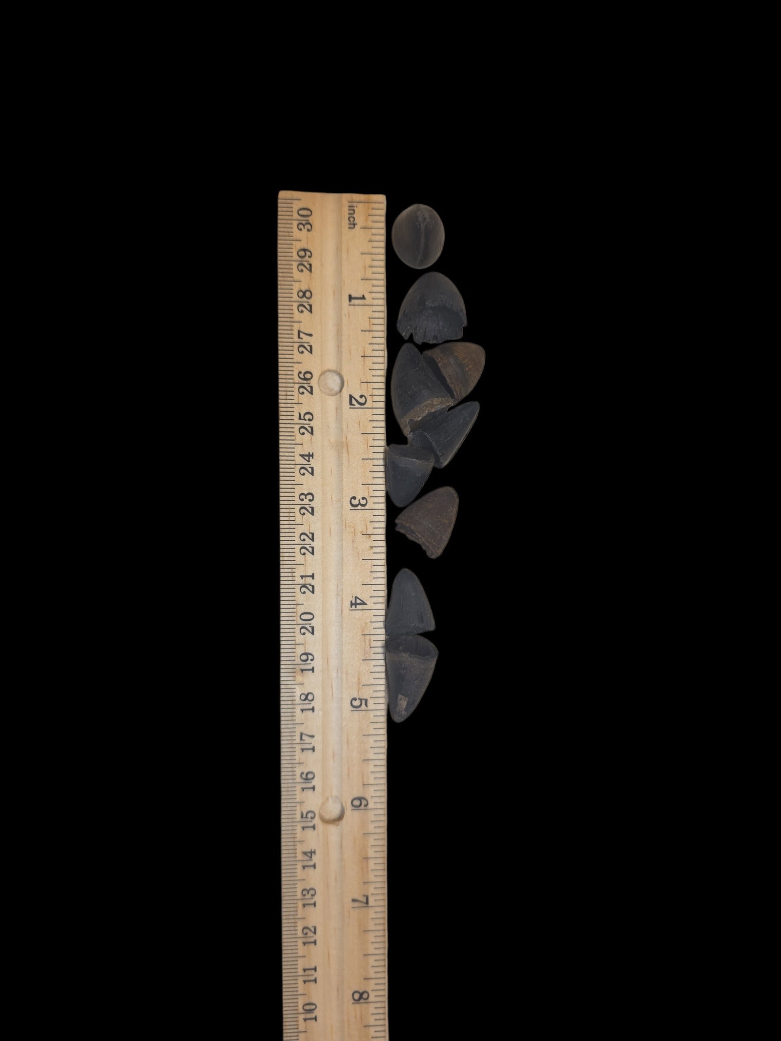 Fossilized Alligator Teeth - 2
