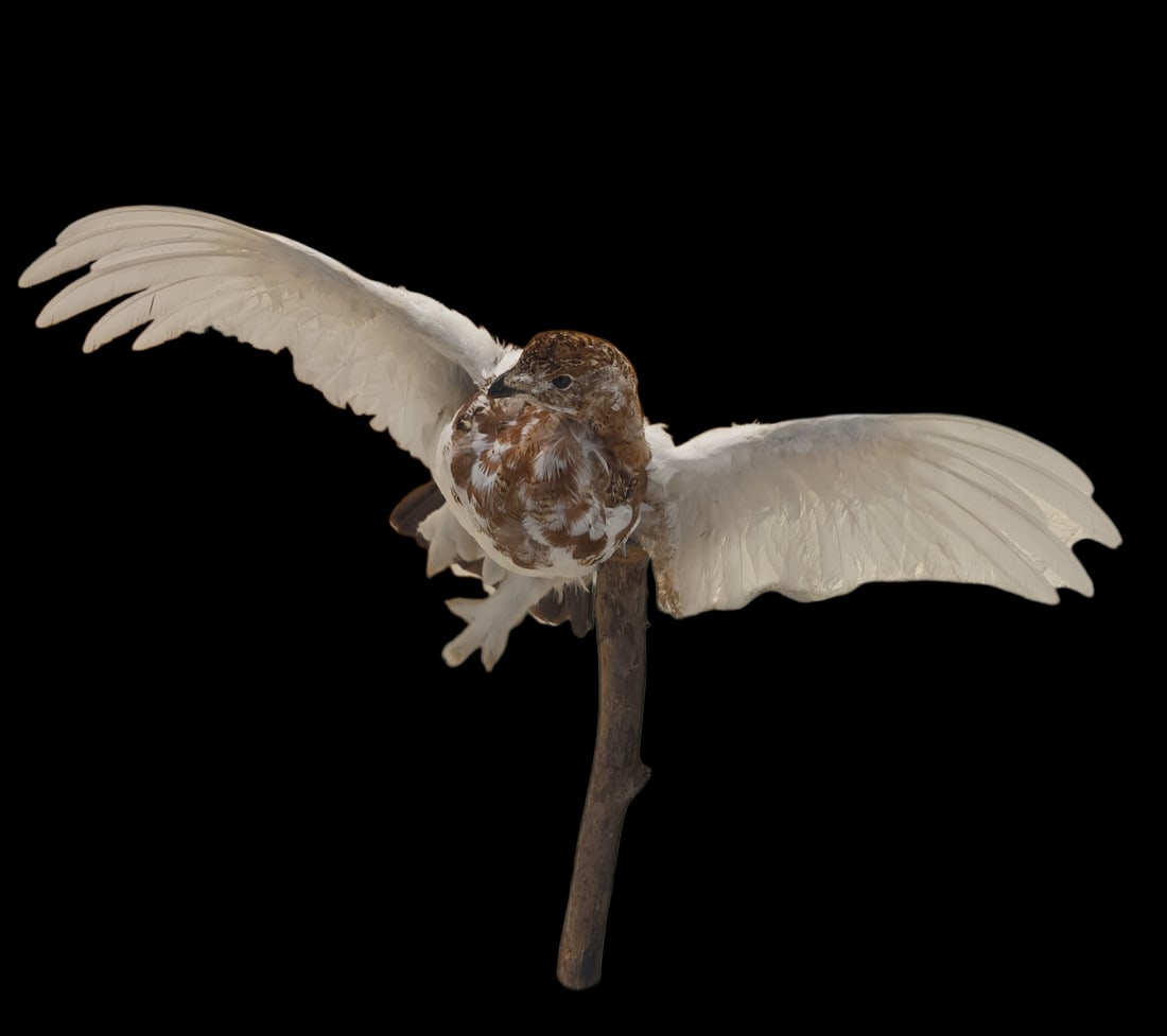 Antique Taxidermy Willow Ptarmigan: 16" L Antique Taxidermy Willow Ptarmigan, North America, Asia, Europe, Mounted On Branch, Approximate Wing Span 21"