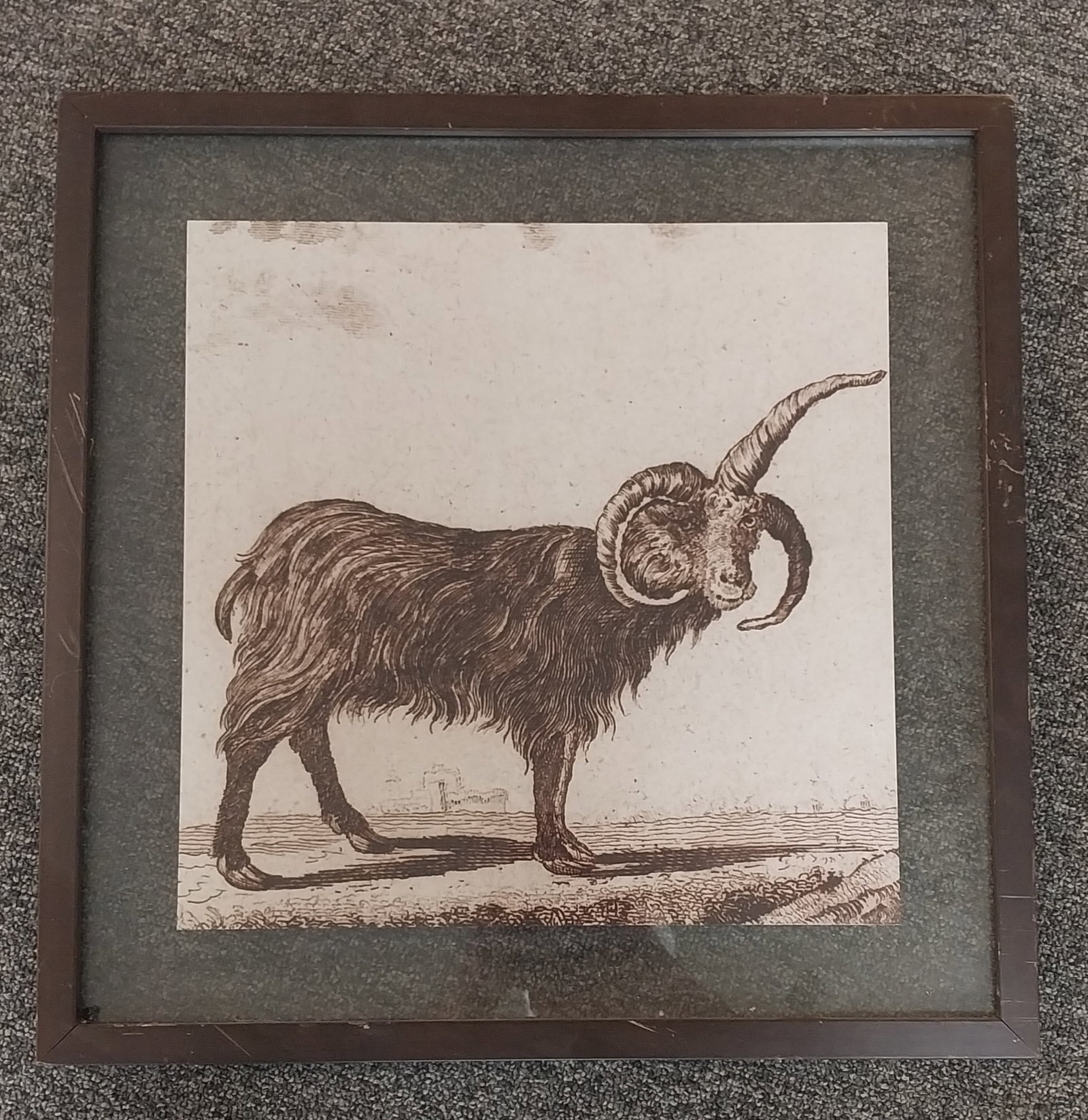 Iceland Ram Print (1 of 2)