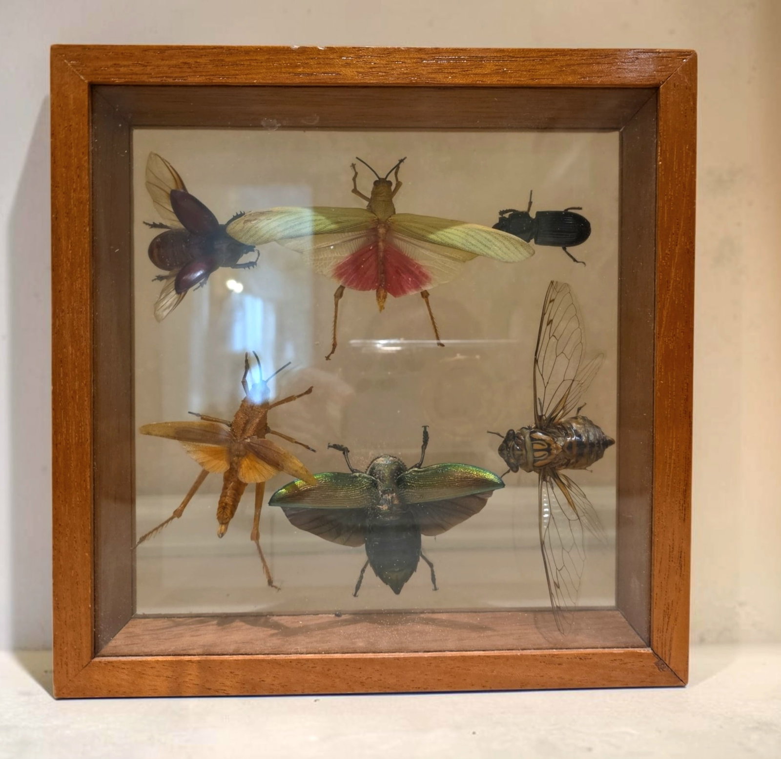 Antique entomology taxidermy display: 10" x 10" Antique entomology taxidermy display , Vibrant colors , South American lubber grasshoppers , large rhinoceros beetle , large cicada , central and South America