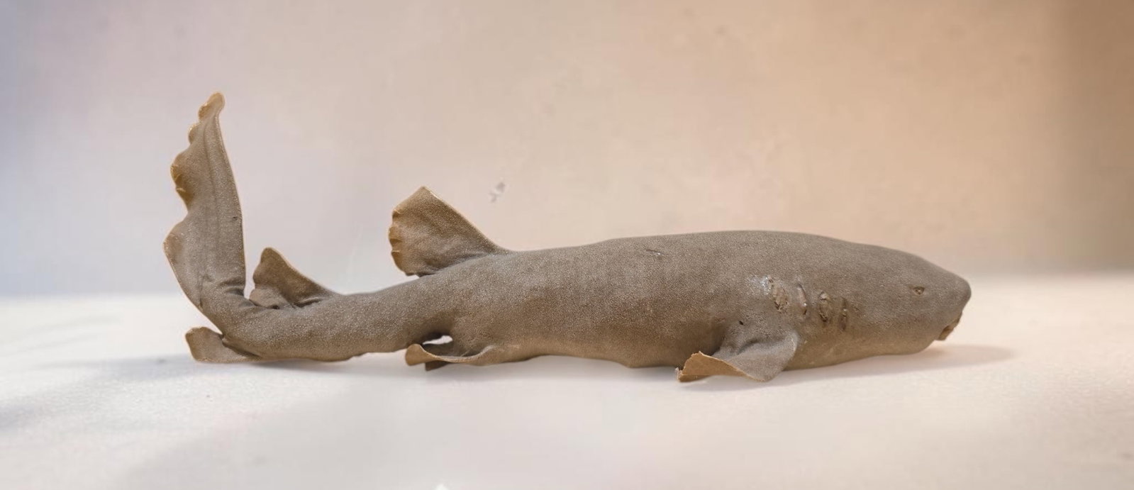 Antique taxidermy nurse shark: 17.5" Antique taxidermy nurse shark