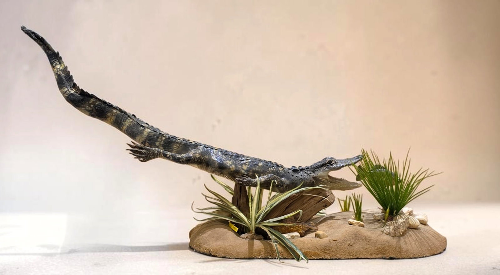 Vintage taxidermy crocodilian mount: 52"x 20" Vintage taxidermy small crocodilian, Excellent Condition, Natural Habitat Scene, Has wildlife Tag