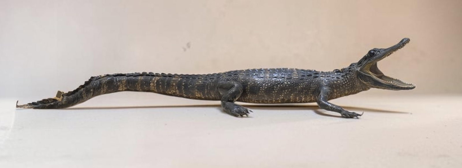 Vintage crocodilian taxidermy mount: 38"x5" Vintage crocodilian taxidermy mount, excellent condition, has wildlife tag
