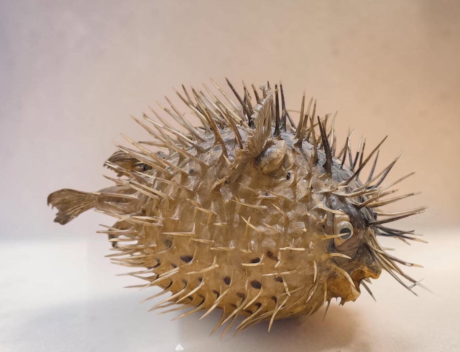 Vintage Taxidermy porcupine fish: 9"x 6" Vintage Taxidermy porcupine fish