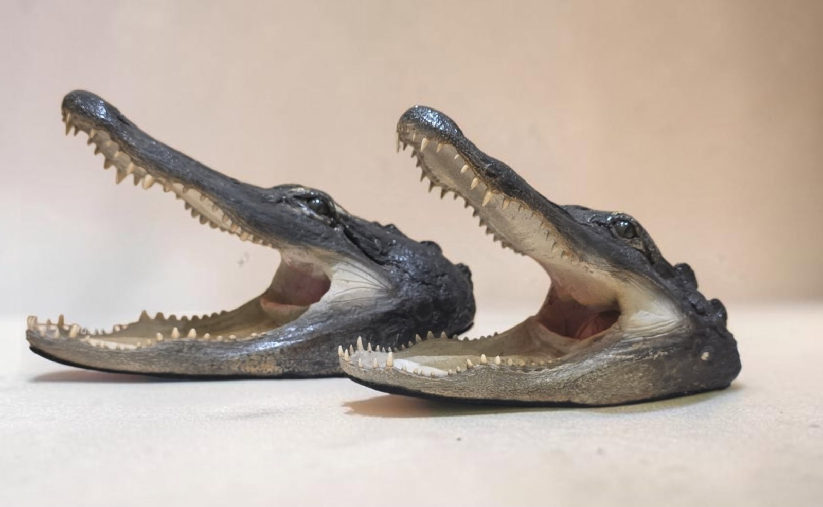 Vintage taxidermy American alligator head mounts, Pair of 2: 6" x 14" Vintage taxidermy American alligator head mounts, various sizes
