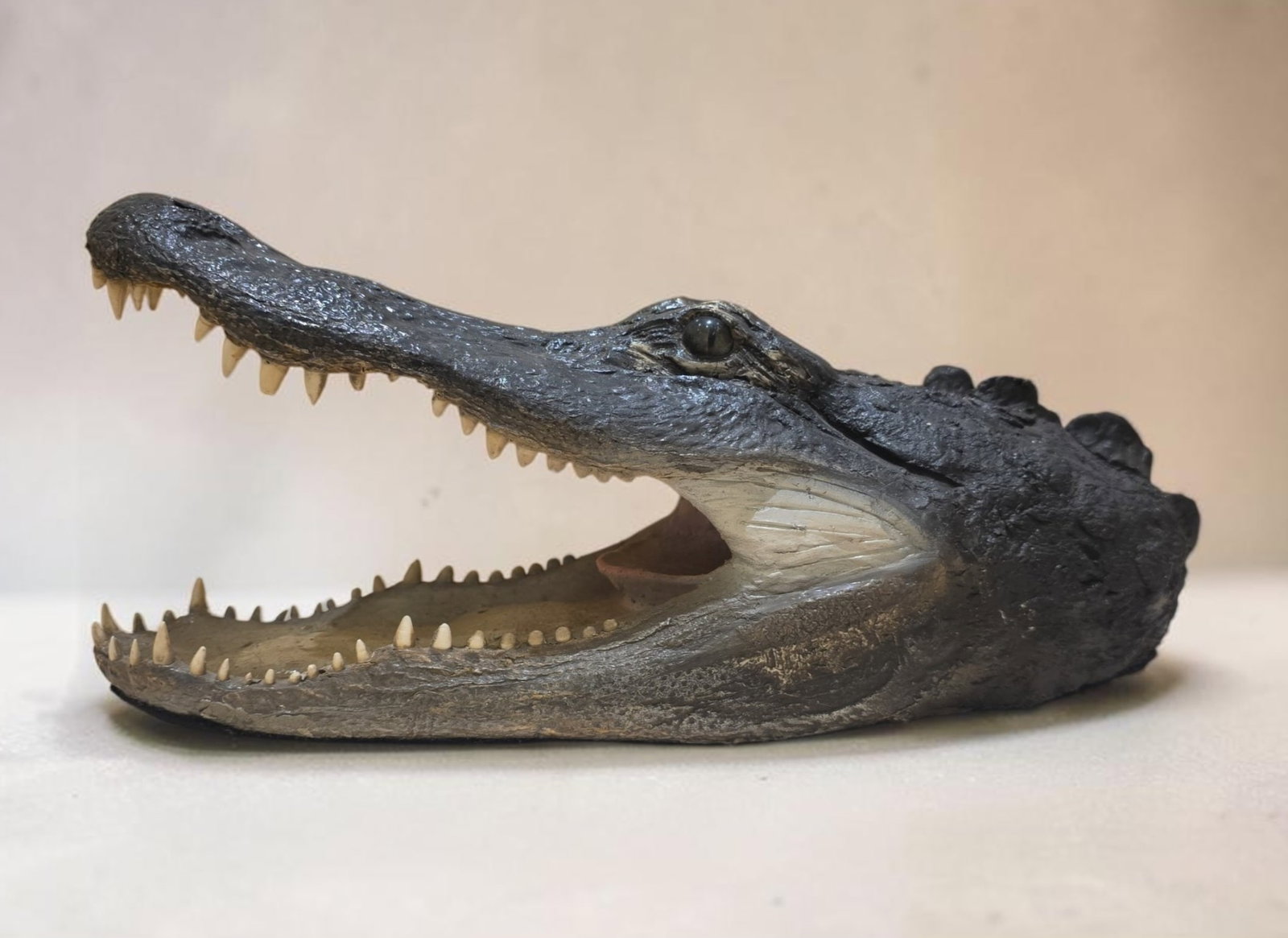 Vintage taxidermy American alligator head mount: 4.5" x 15" Vintage taxidermy American alligator head mount