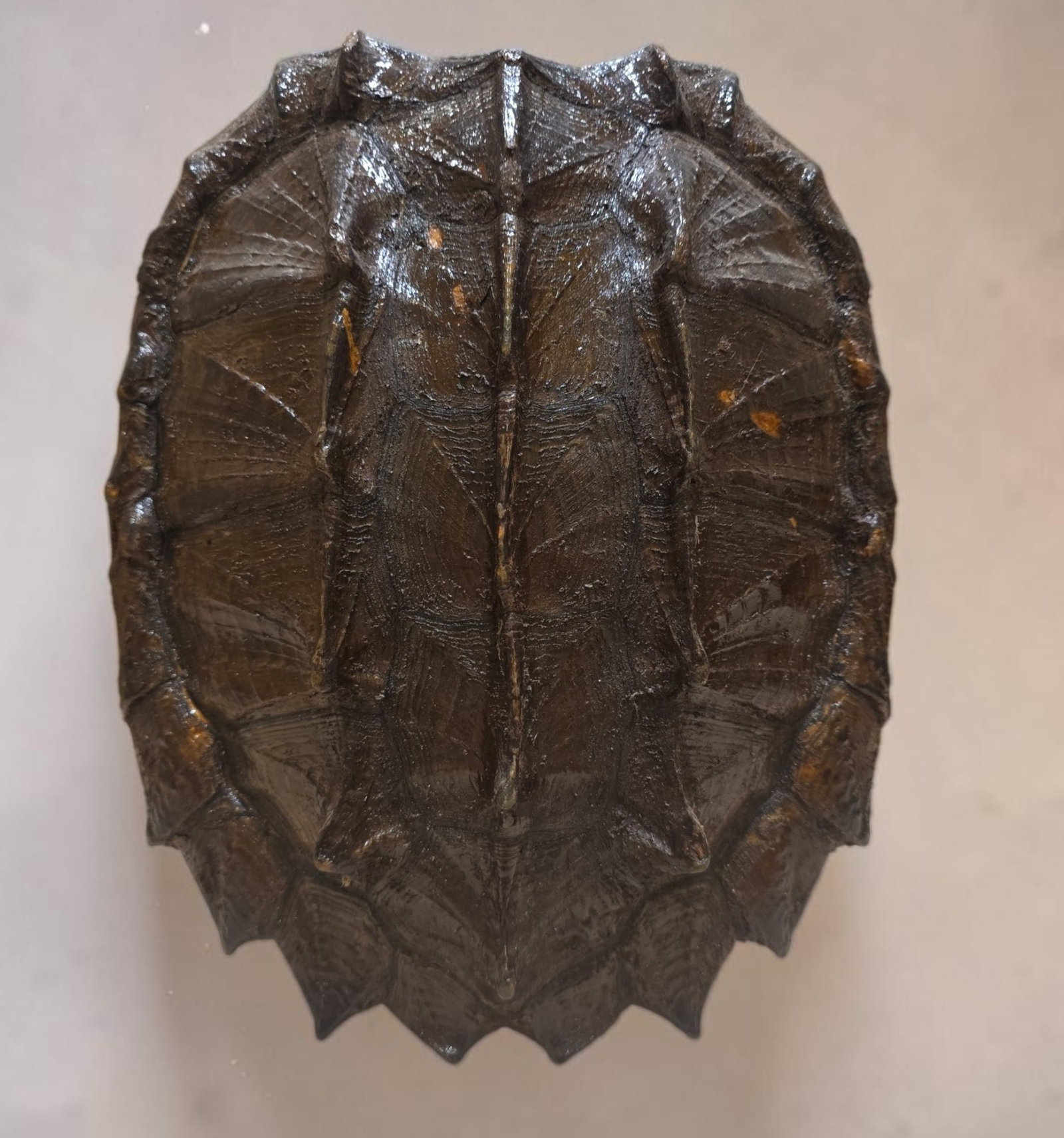 Antique taxidermy carapace: 12.5" x 15" Antique taxidermy carapace, victorian
