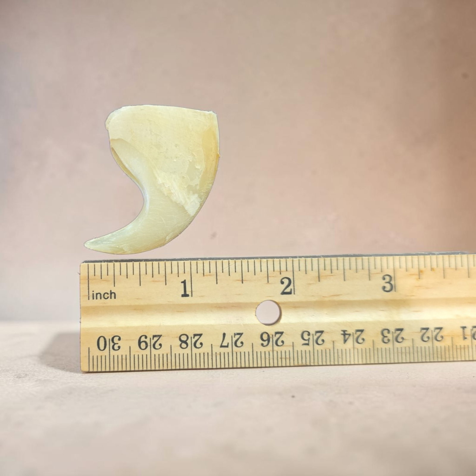 Antique Taxidermy Lion Claw, Large: 1.25" x 1.25" Antique Taxidermy Lion Claw, Large