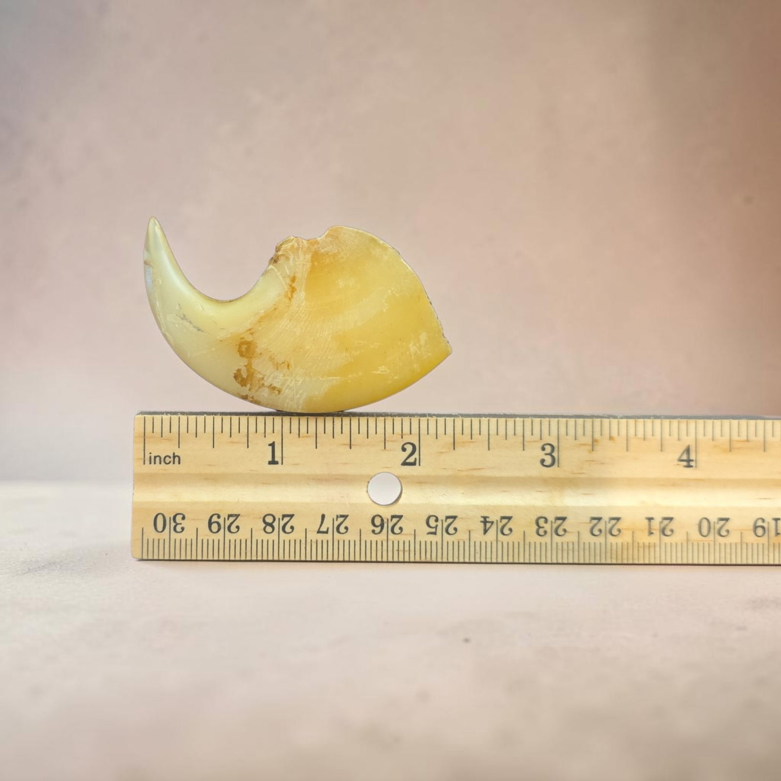 Antique Taxidermy Lion Claw, Extra Large: 1.75" x 1.75" Antique Taxidermy Lion Claw, Extra Large