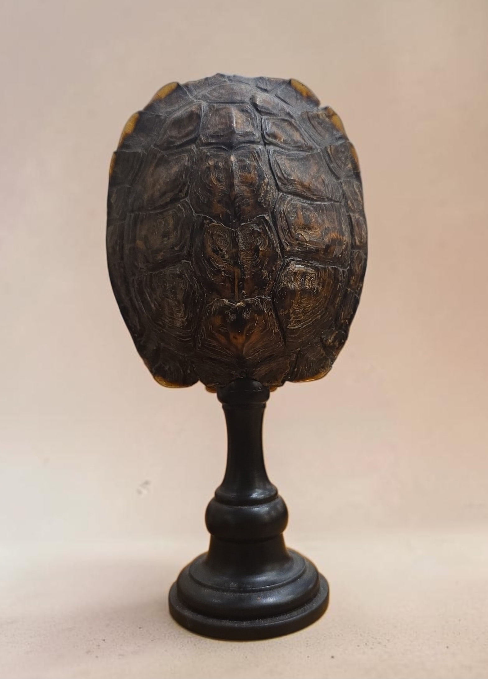 Antique Victorian Carapace Shell on Stand (1 of 3)