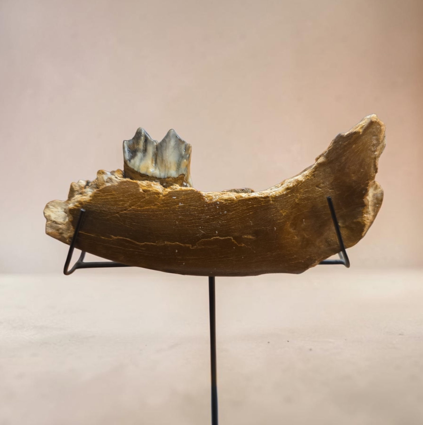Fossilized mammoth jaw on custom stand: 7.25" x 2.75" Fossilized mammoth jaw on custom stand, dimensions do not include stand