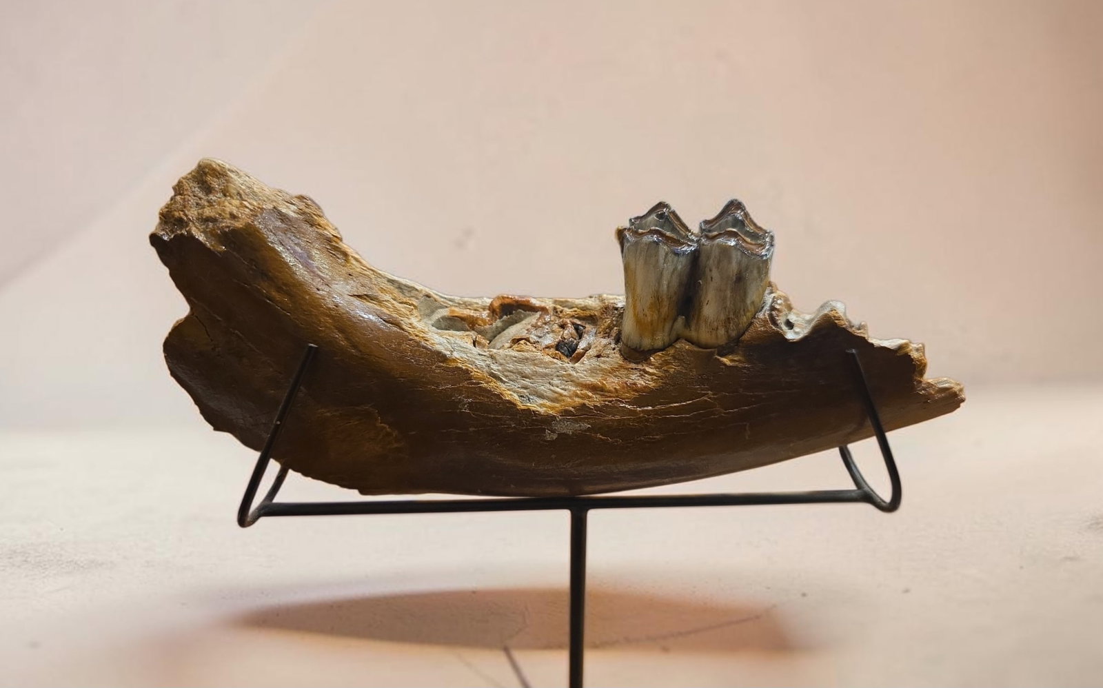 Fossilized mammoth jaw on custom stand - 2