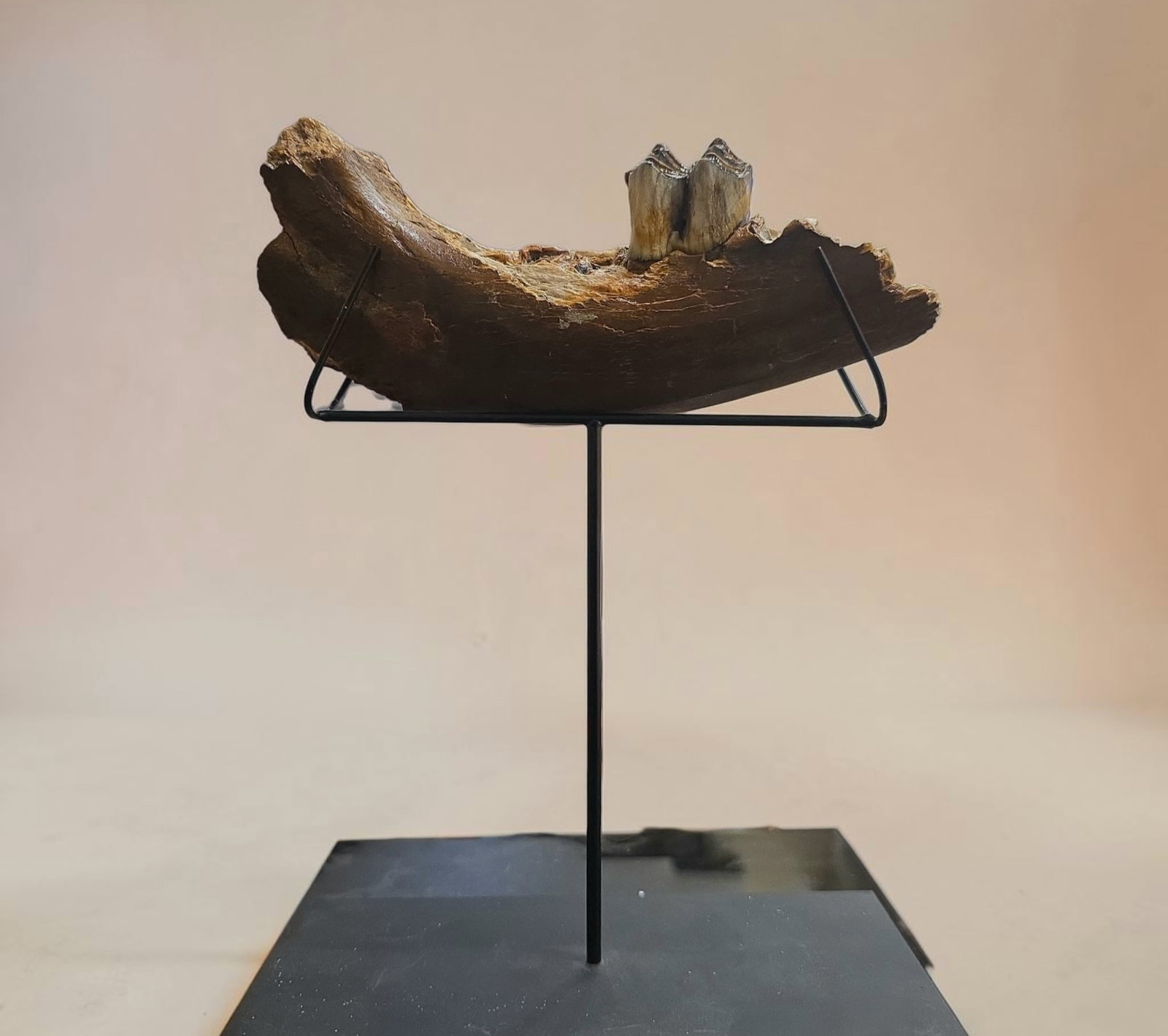 Fossilized mammoth jaw on custom stand - 3