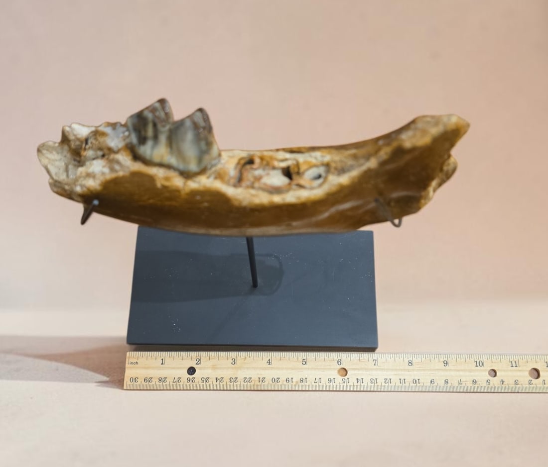 Fossilized mammoth jaw on custom stand - 4