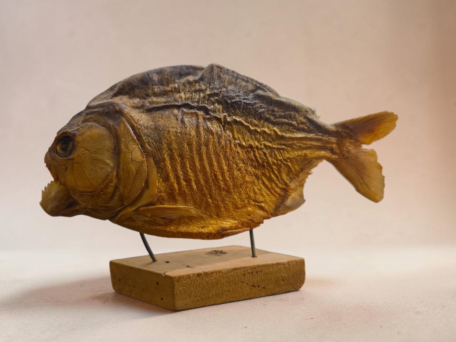 Mid century taxidermy piranha fishmount (1 of 3)