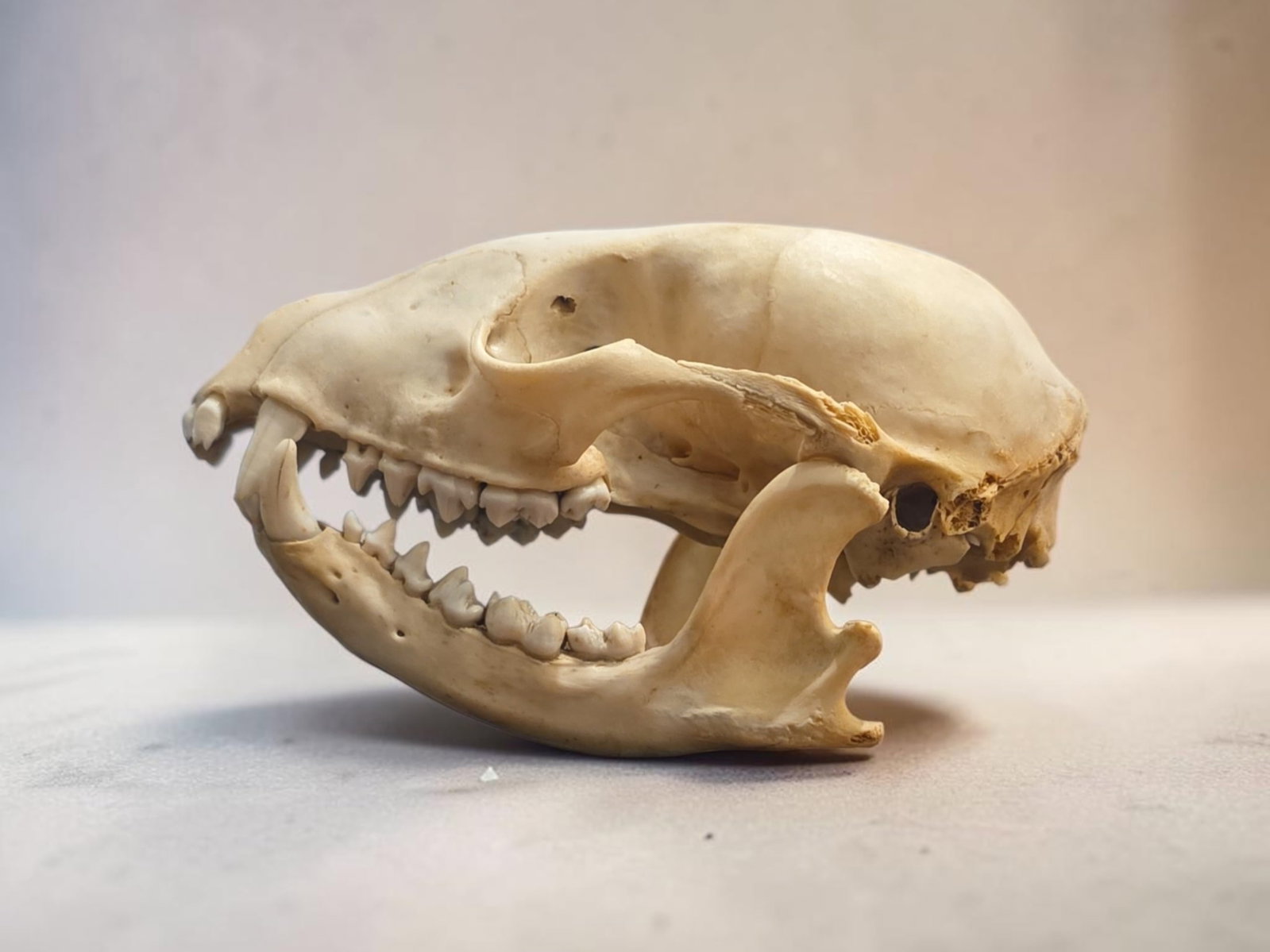 Antique Taxidermy Skull: 3.75" x 3.5" Antique Taxidermy Skull, Origin Amazon
