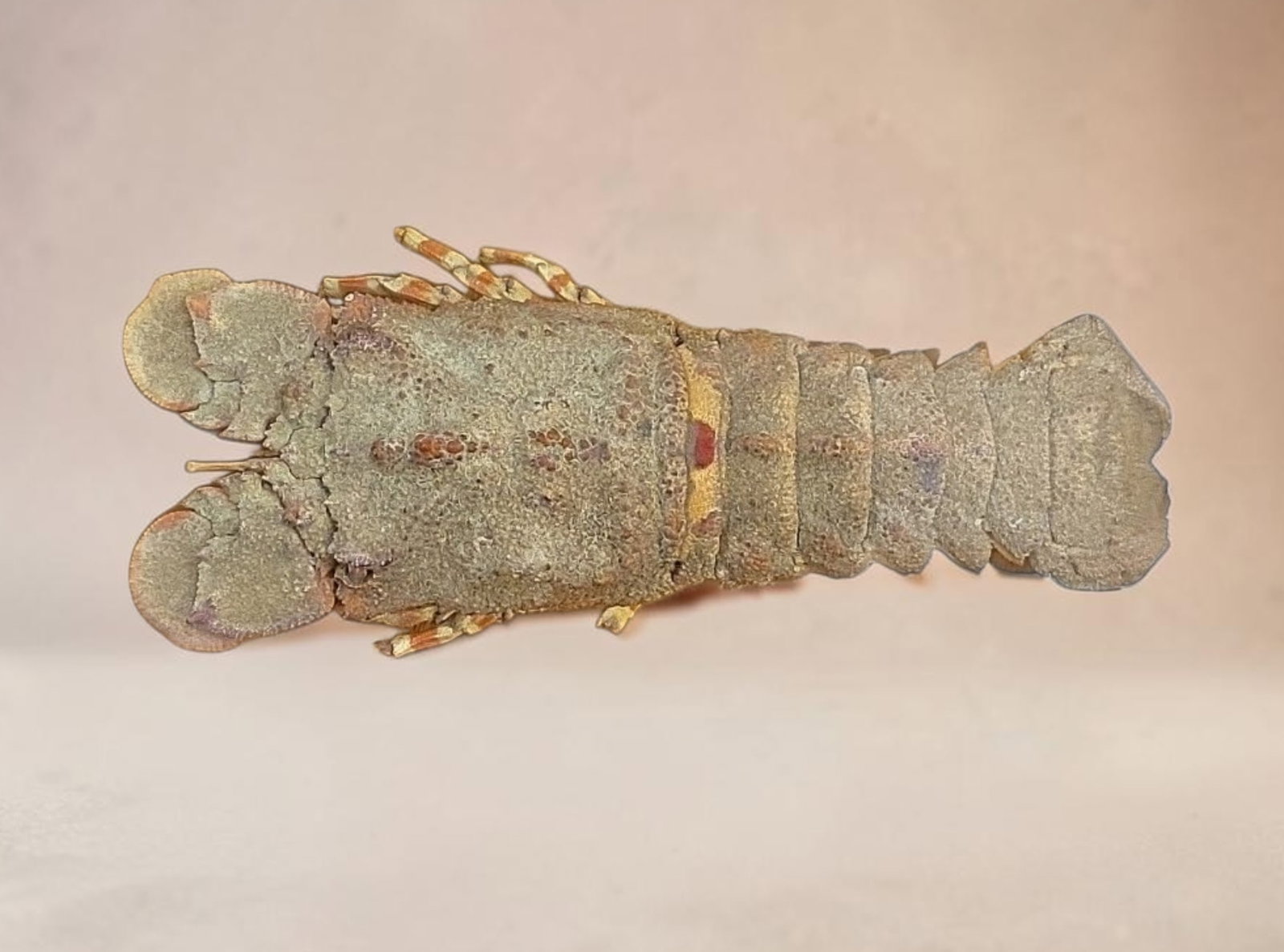 Antique Taxidermy Slipper Lobster: 8.25" Antique Taxidermy Slipper Lobster