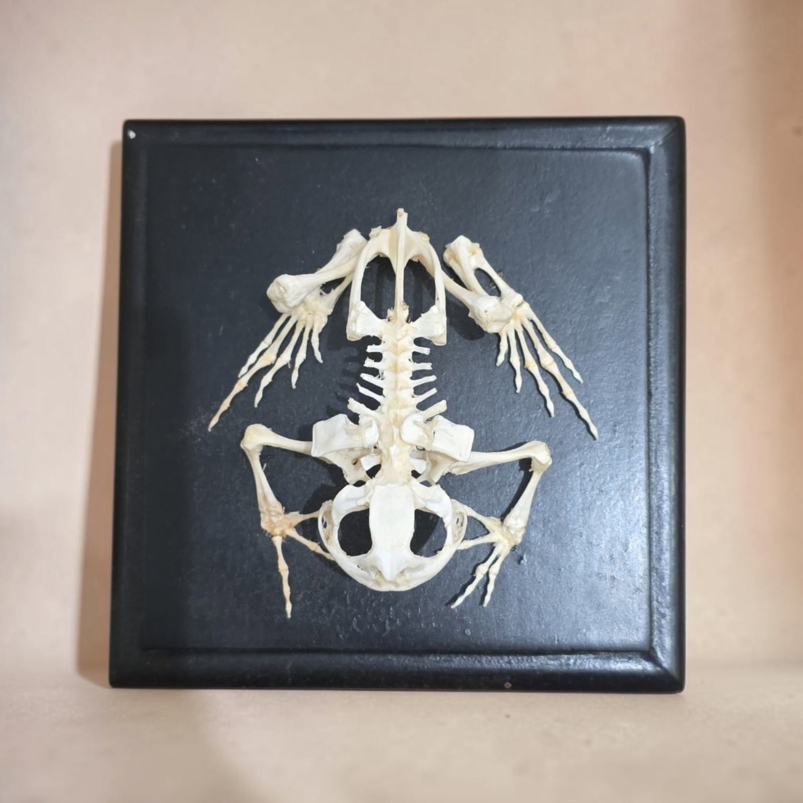Mid-Century Articulated Toad Skeleton (1 of 2)