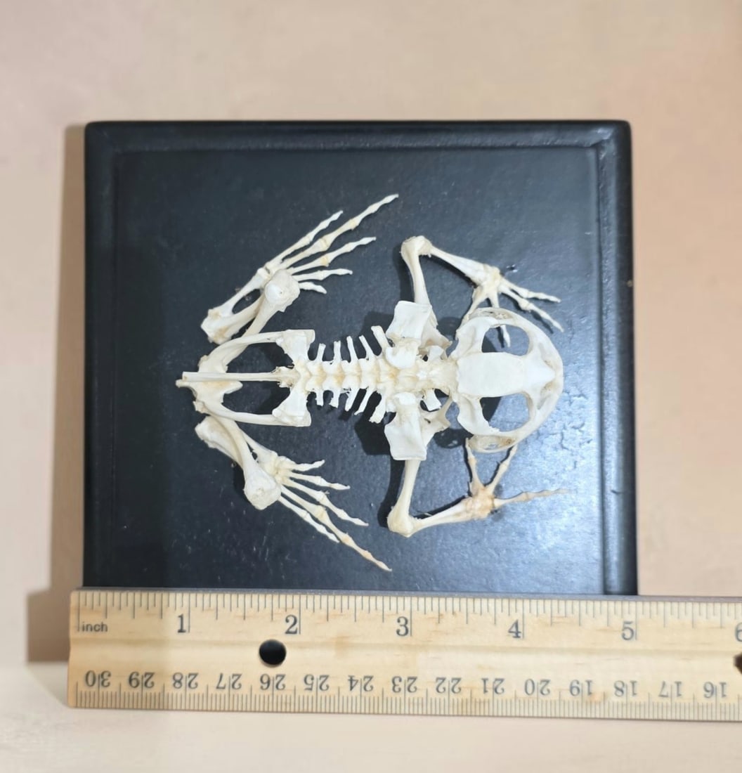 Mid-Century Articulated Toad Skeleton - 2