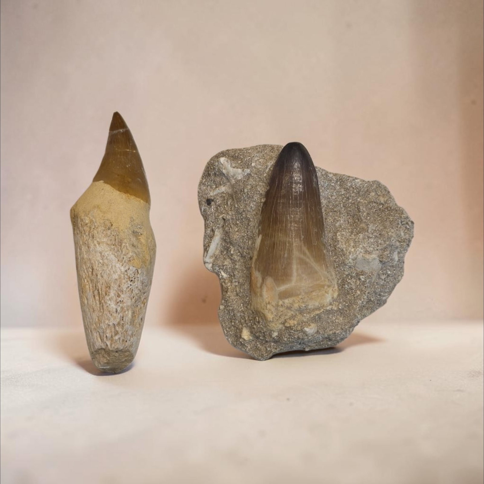 Mosasaur Teeth in Matrix (1 of 2)