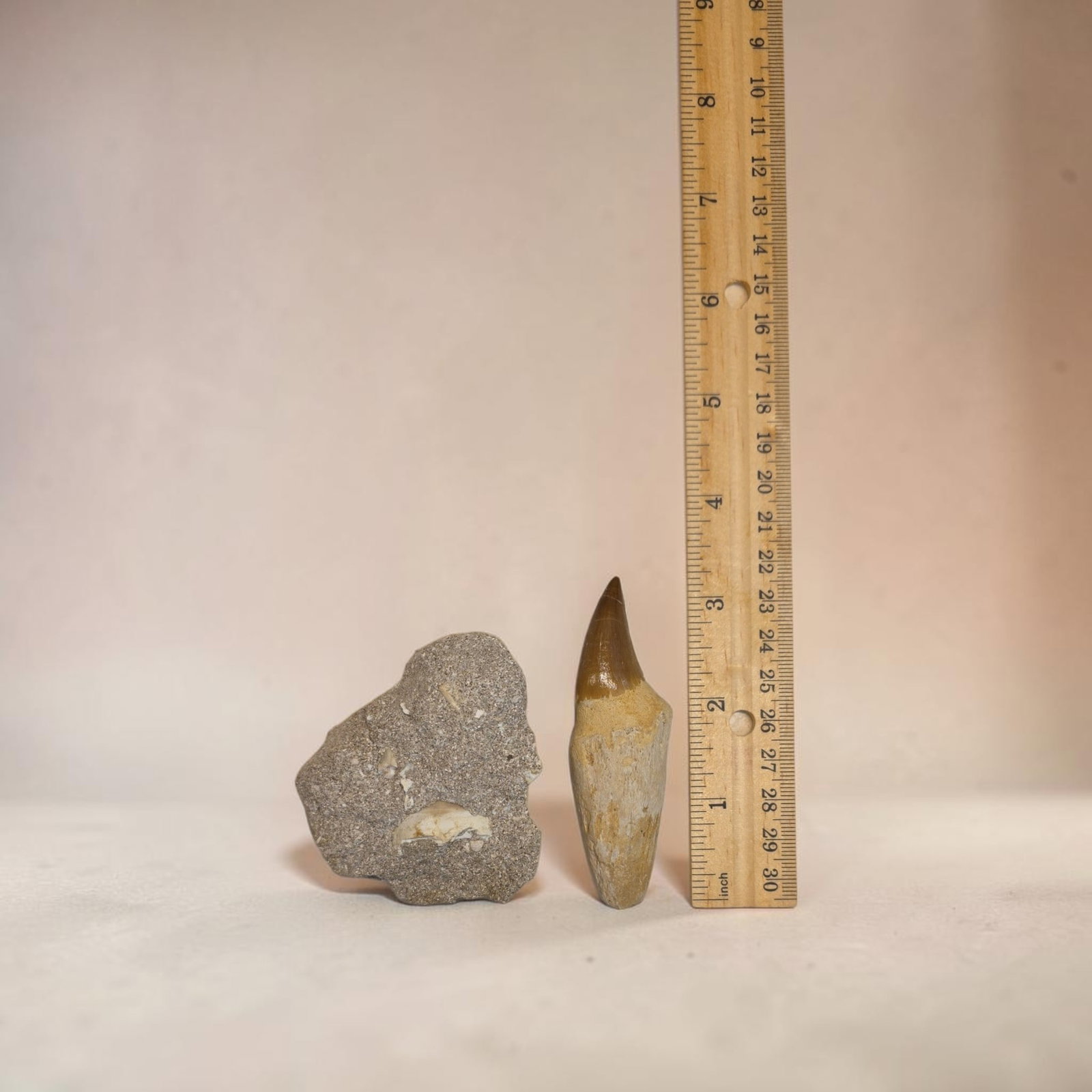 Mosasaur Teeth in Matrix - 2