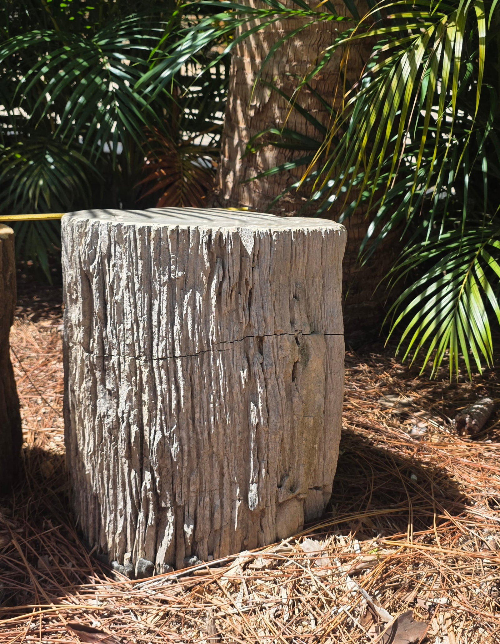 Very Large Petrified Wood Specimen (1 of 4)