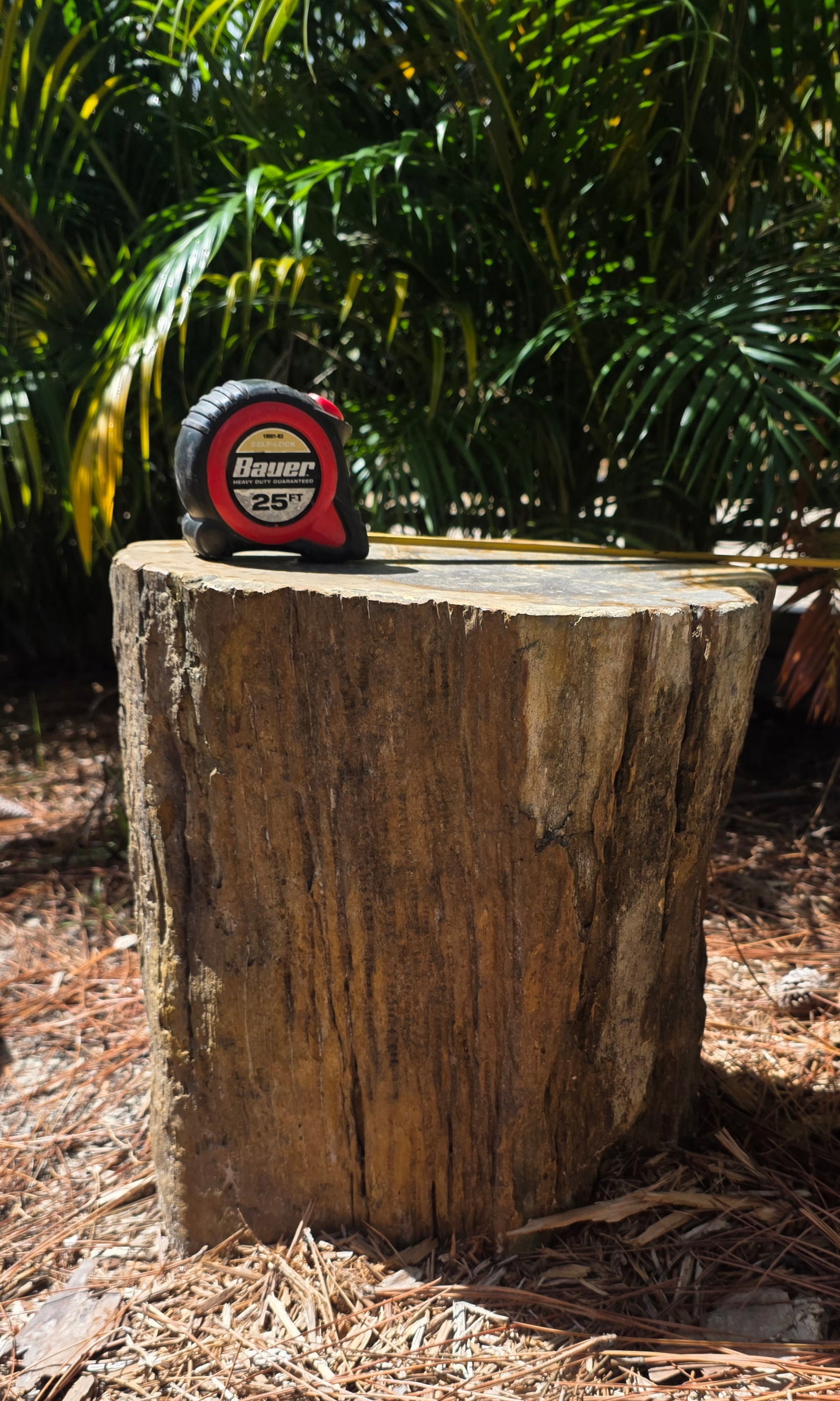 Rare Petrified Wood Specimen (1 of 5)