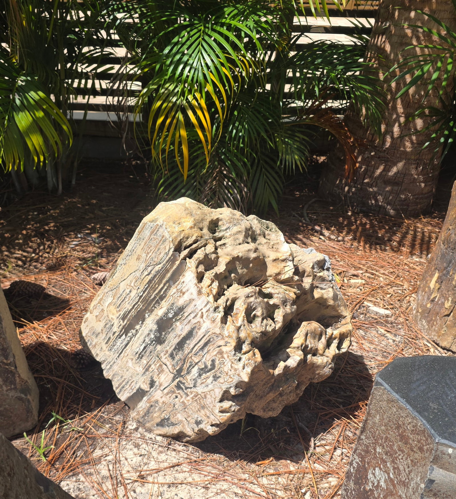 Very Large Organic Petrified Wood Specimen (1 of 7)