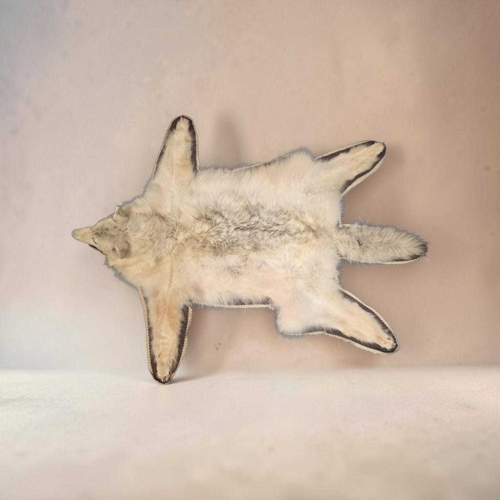 Taxidermy White Timber Wolf- Arctic Wolf (1 of 4)