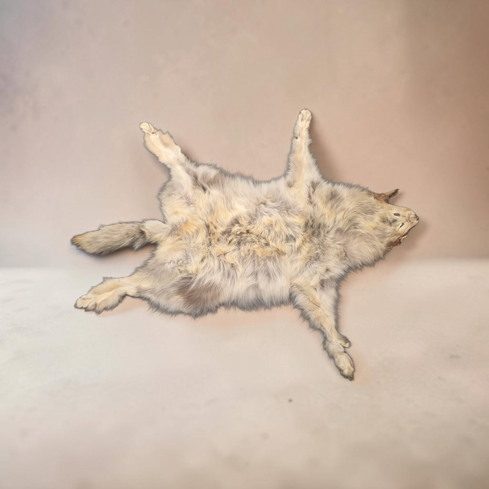 Taxidermy Timber Wolf- Arctic Wolf Pelt: 60" x72" Taxidermy Timber Wolf- Arctic Wolf Pelt, showcases thick, multi-toned winter fur with characteristic cream, tan, and grey guard hairs, The hide is fully tanned and features a complete flat la