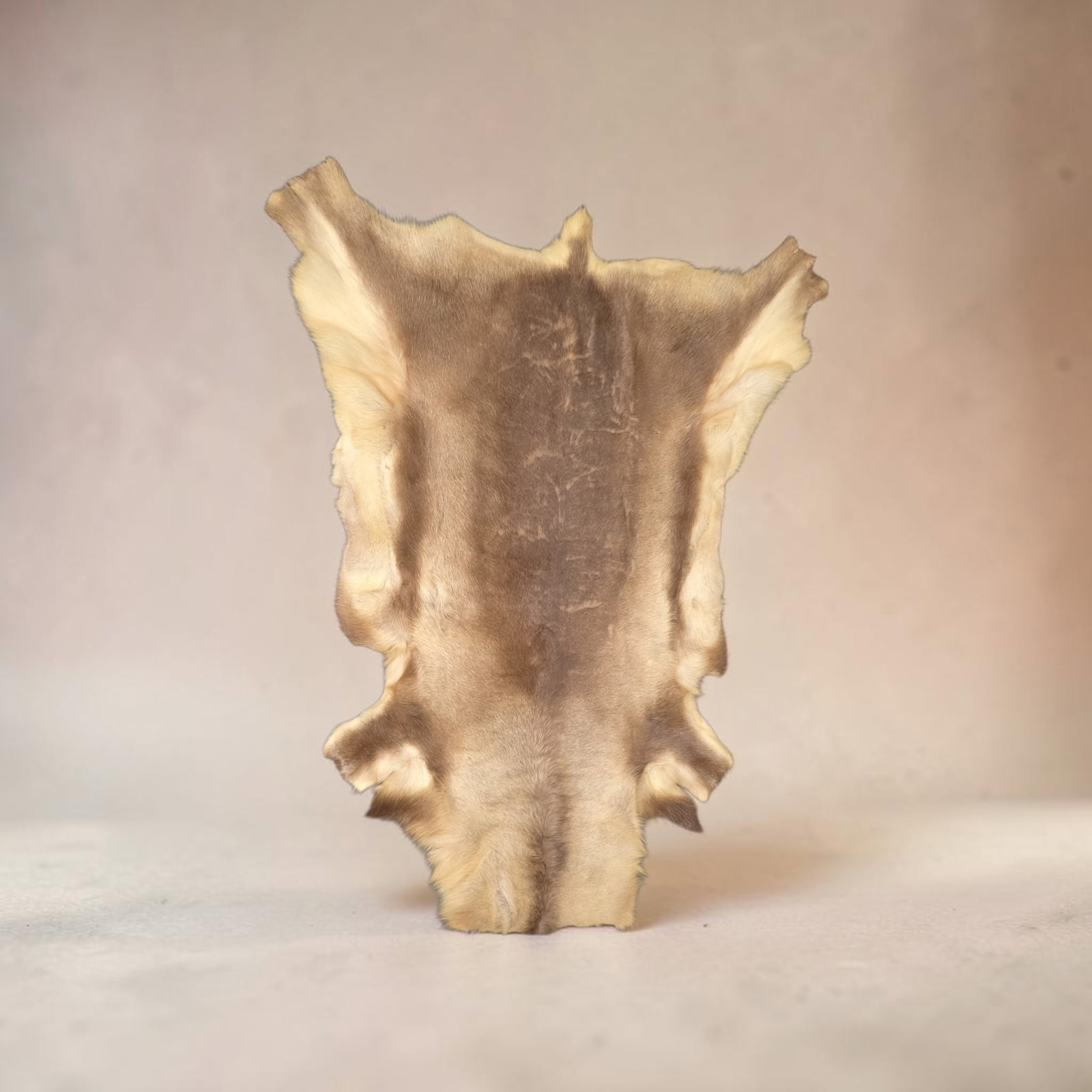 Taxidermy Scandinavian reindeer hide rug (1 of 1)