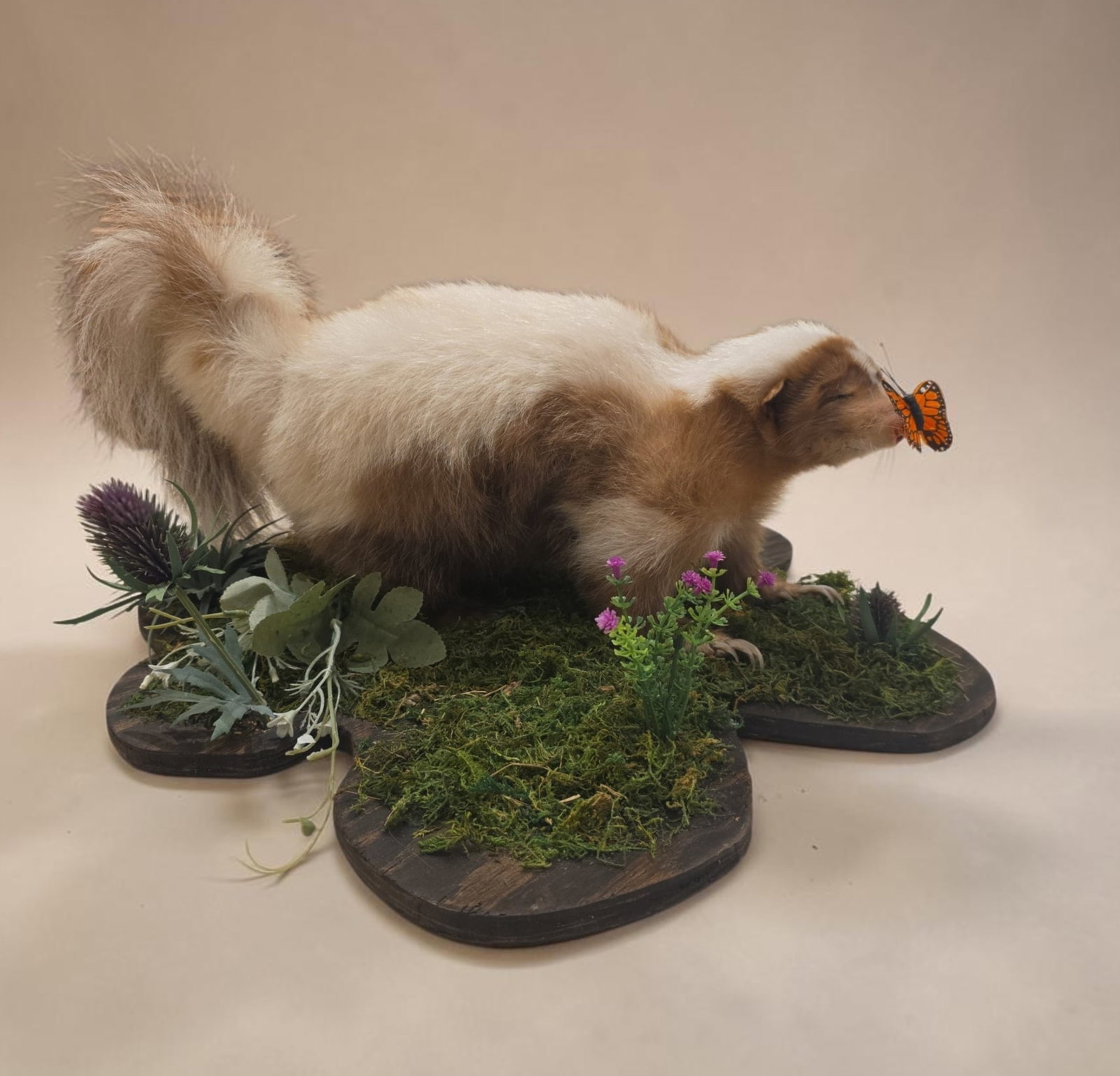 Vintage Leucistic Skunk Taxidermy Mount: 18"Length, Vintage Leucistic Skunk Taxidermy Mount, Very Rare Chocolate And White Coloration