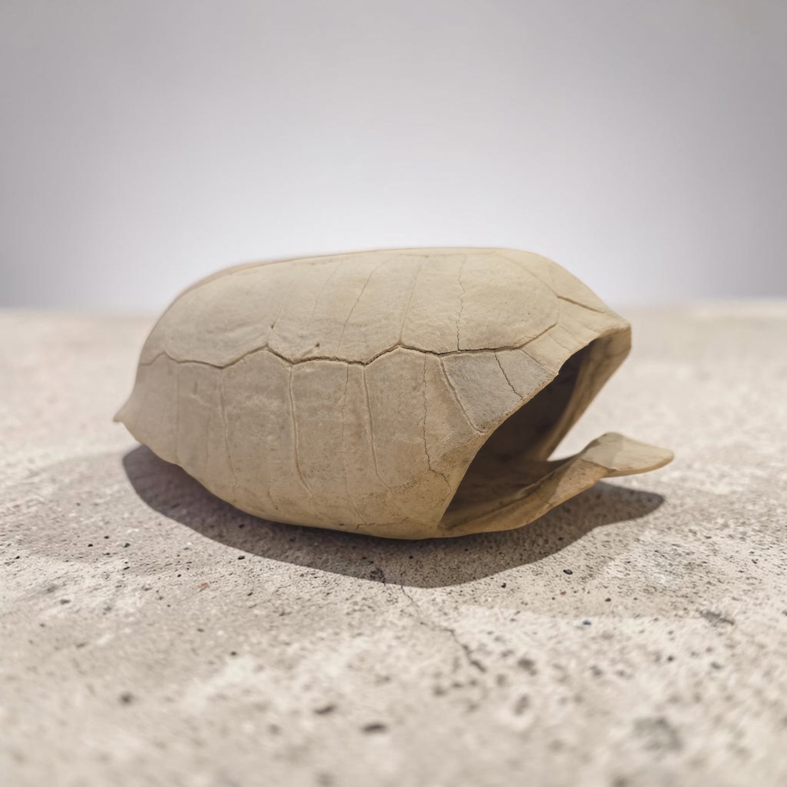 Antique Carapace Taxidermy: 10.5" x 8.5", Antique Carapace Taxidermy