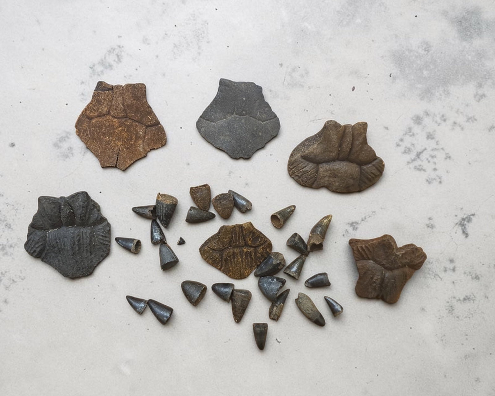 Fossilized Teeth and Osteoderms: 1/2" - 2", Fossilized Teeth and Osteoderms, Prehistoric Segments and Teeth, Exact Origin Unknown