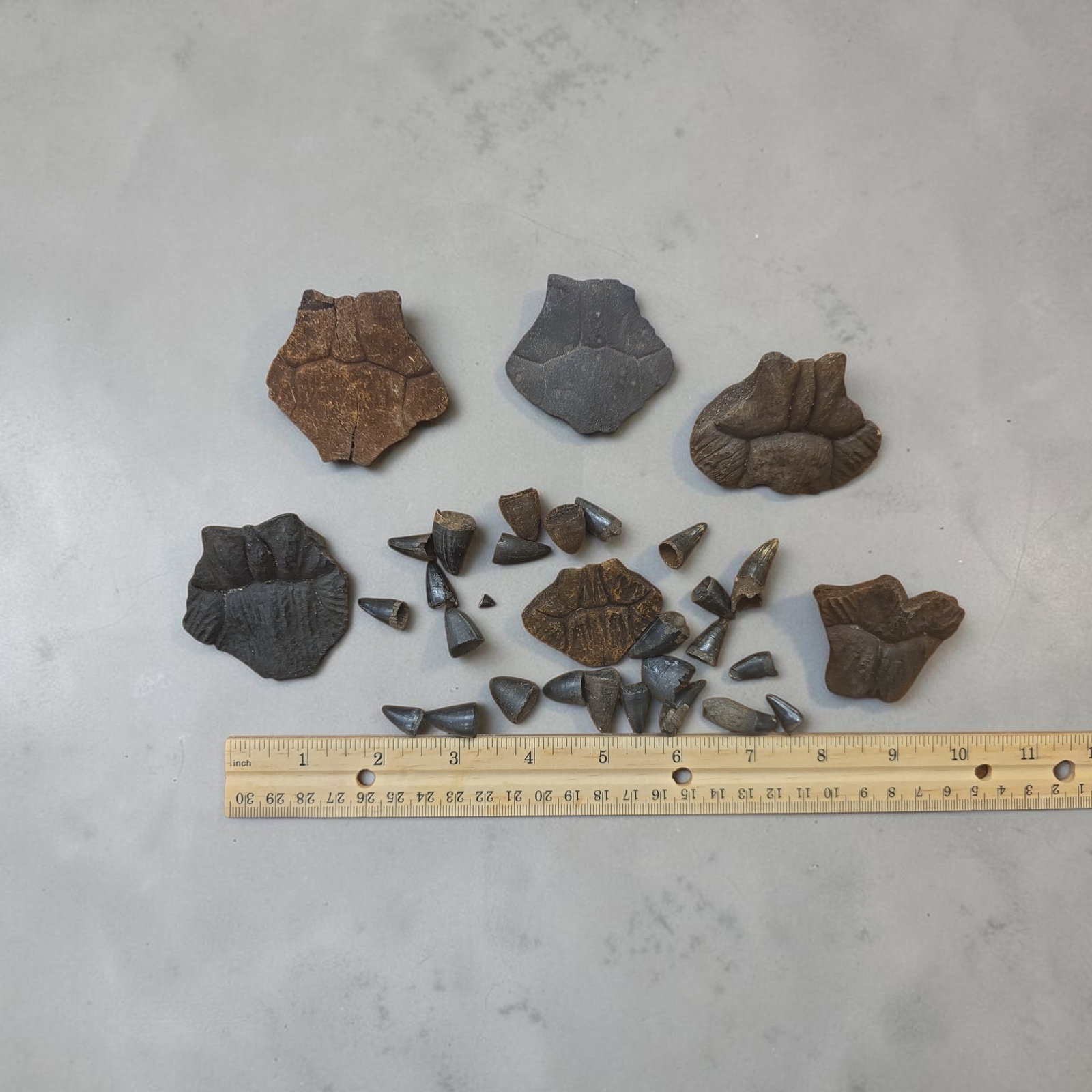 Fossilized Teeth and Osteoderms - 2