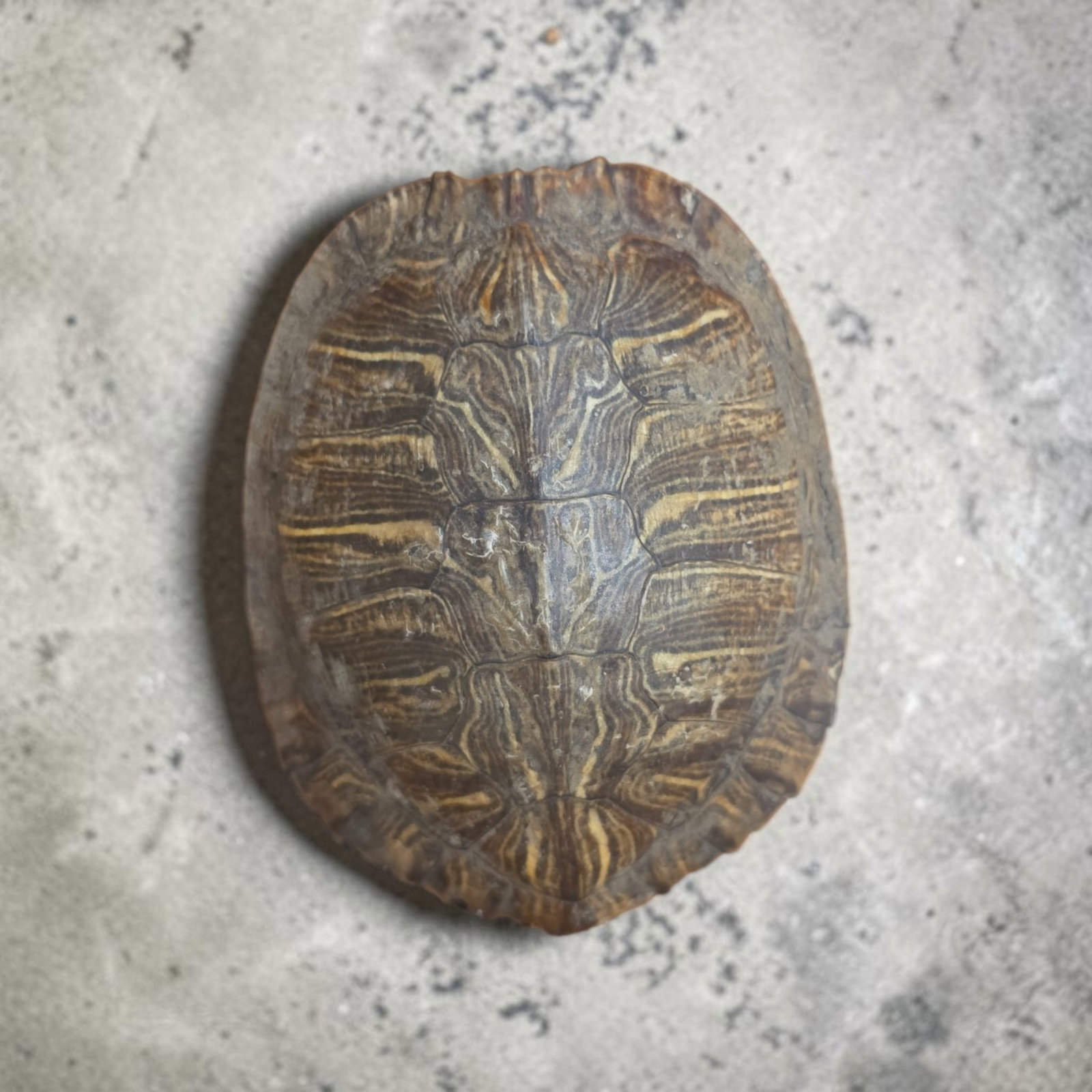 Antique Taxidermy Carapace (1 of 4)