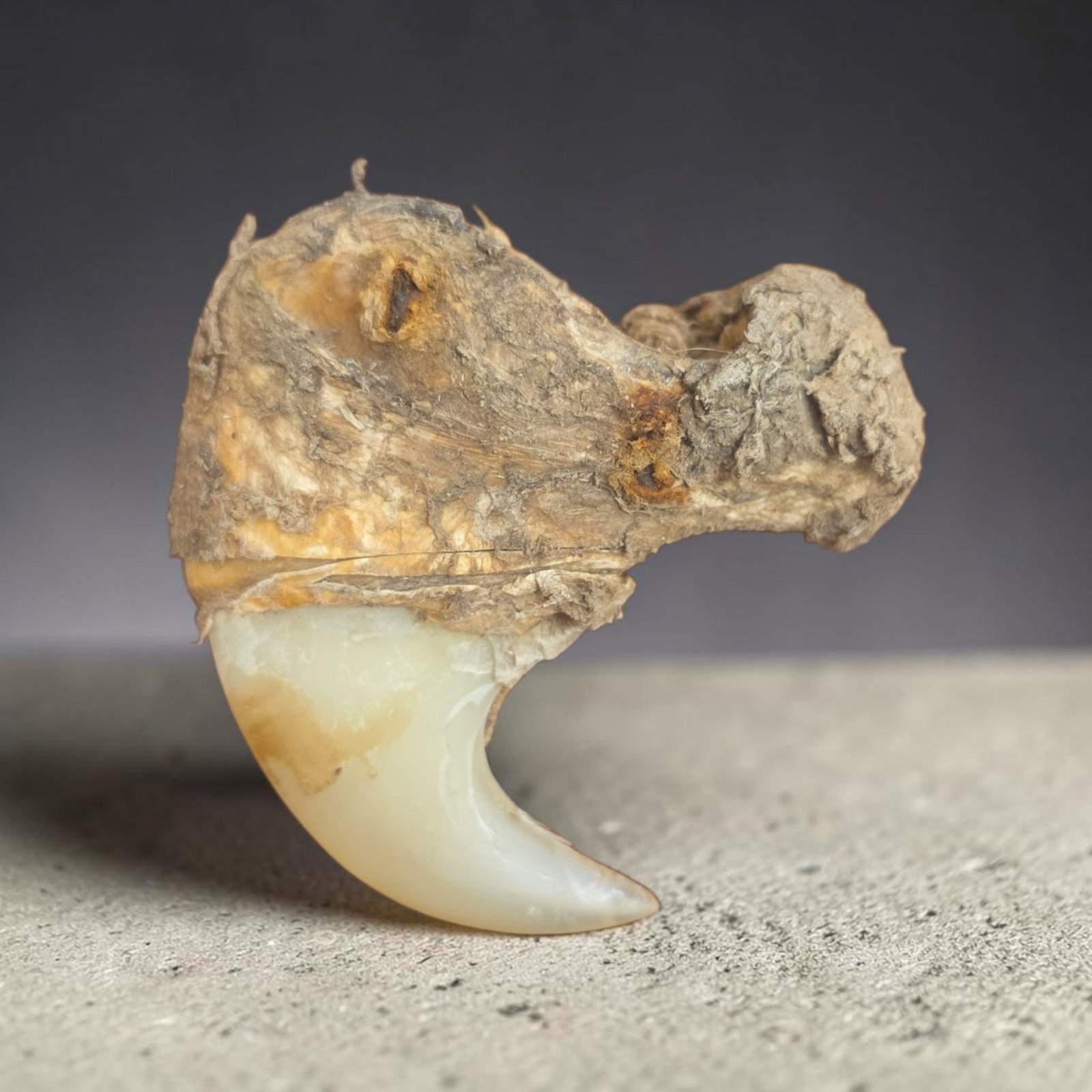 Antique Taxidermy Lion Claw: 2" x 2", Antique Taxidermy Lion Claw