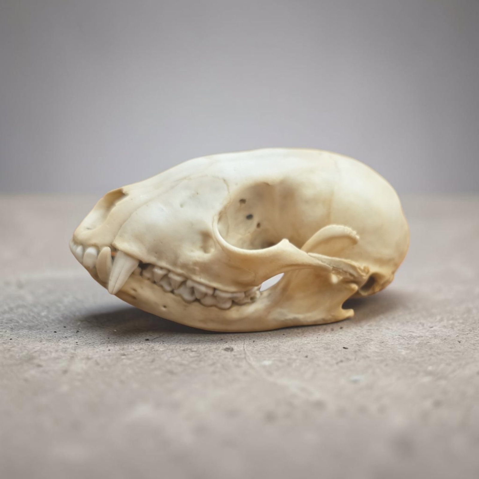 Antique Taxidermy Skull from Amazonian Feline: 3.75" x 3.5", Antique Taxidermy Skull from Amazonian Feline