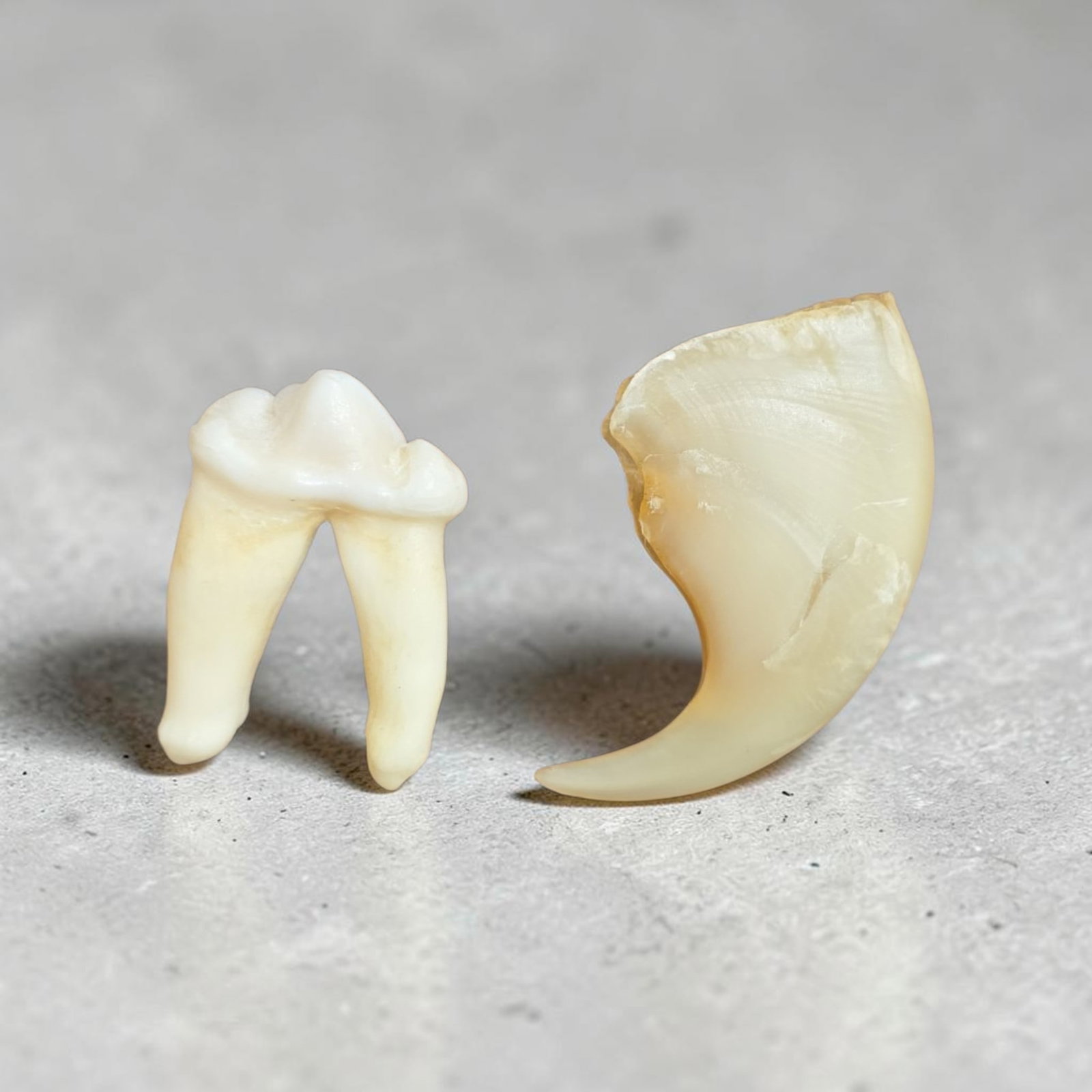 Antique Tiger Claw and Carnivore Molar: 1.5", Antique Tiger Claw and Carnivore Molar