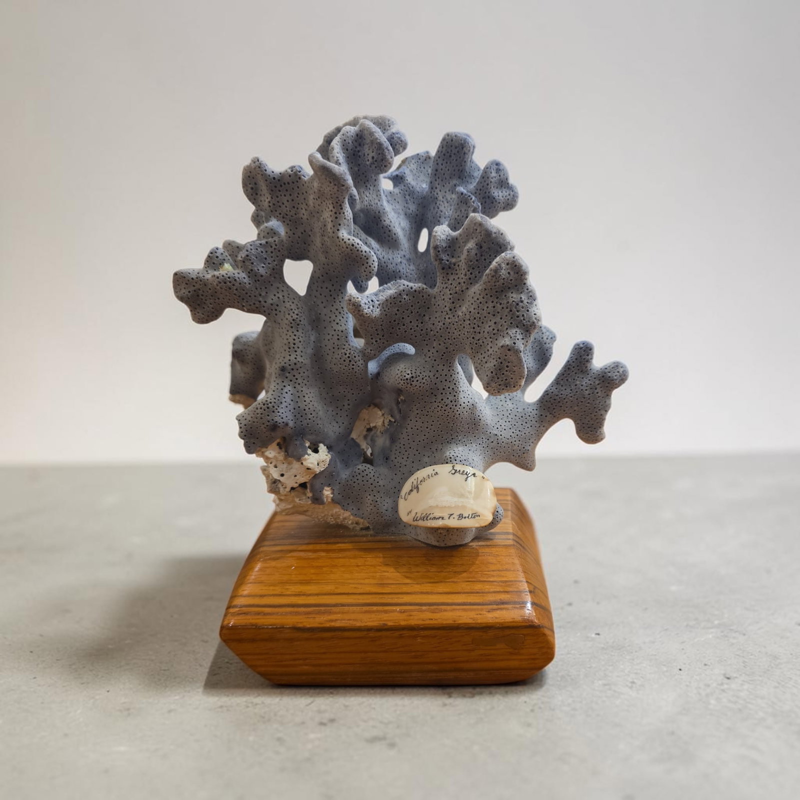 Mid-Century Lettuce Coral Sculpture on Wood Block: 7" x 6", Mid-Century Lettuce Coral Sculpture on Wood Block