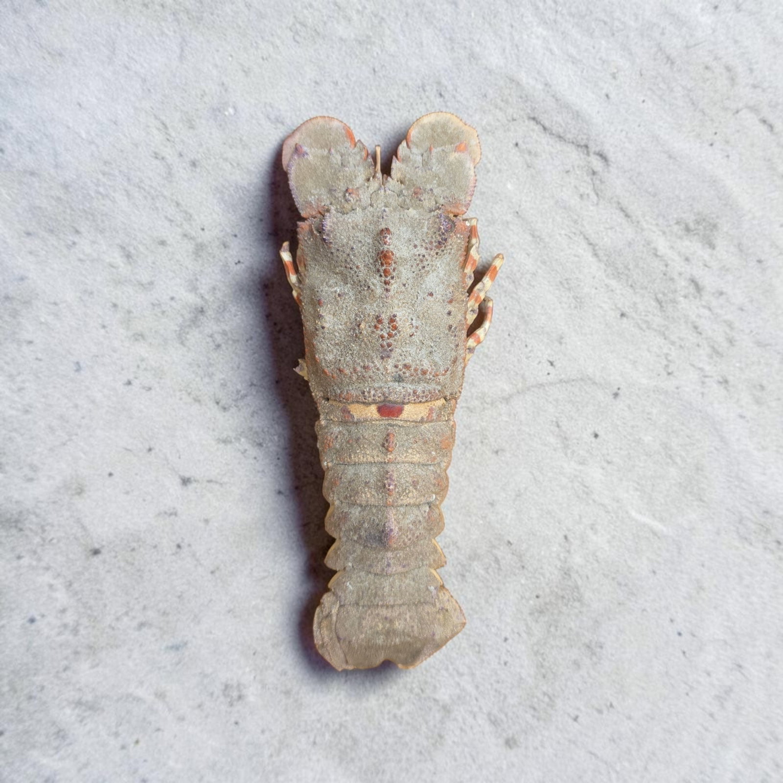 Antique Taxidermy Slipper Lobster (1 of 3)