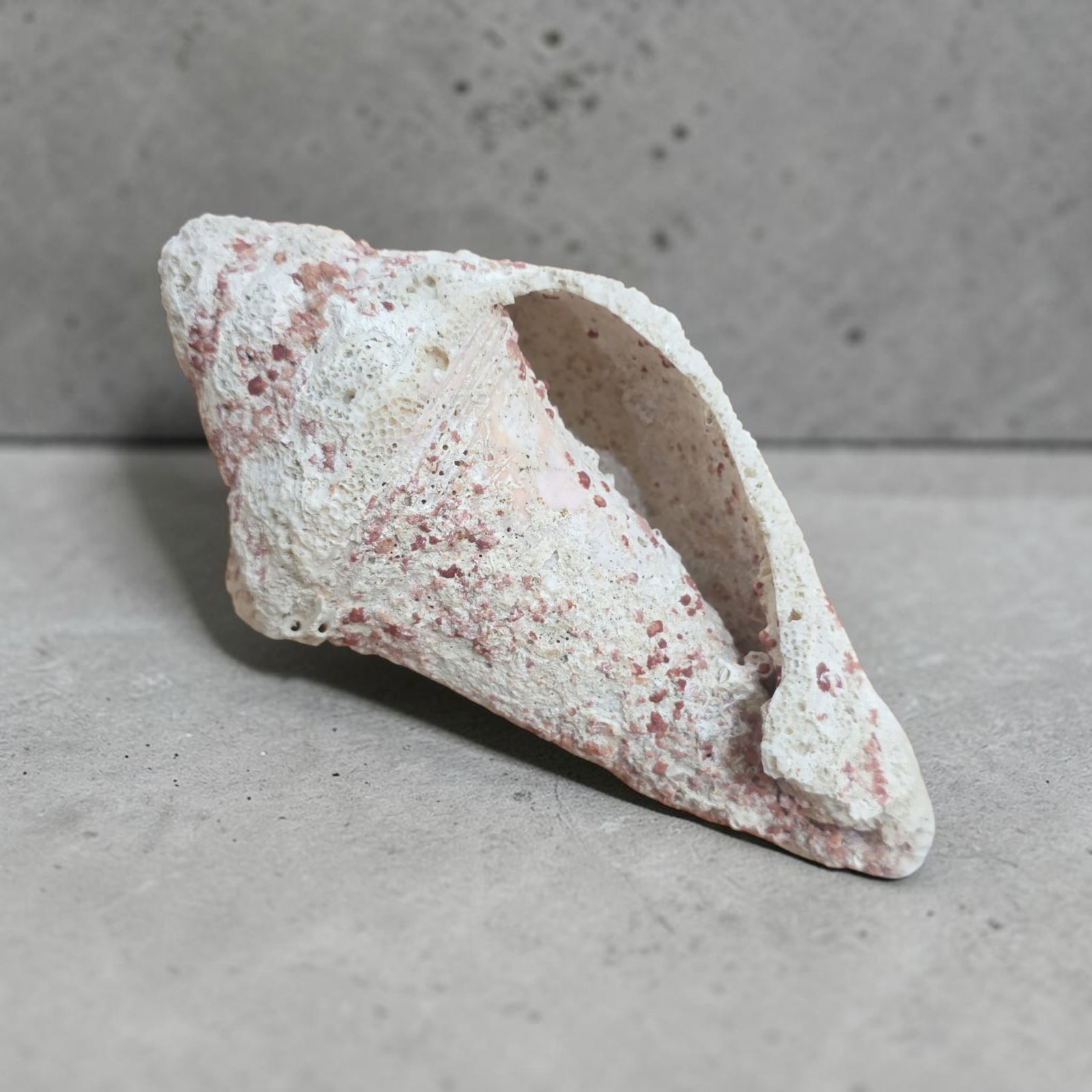 Very Rare Natural Conch Shell Covered in Coral: 3.5" x 7", Very Rare Natural Conch Shell Covered in Coral