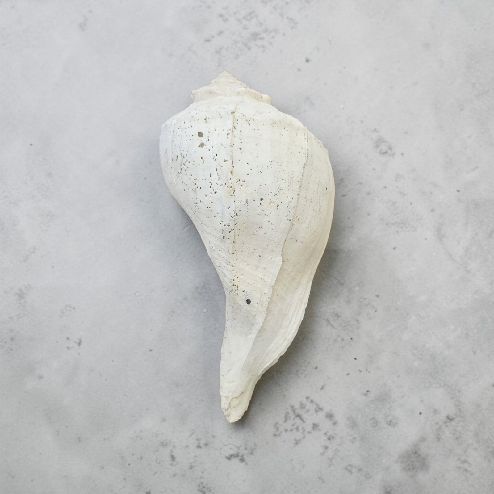 Very Large Natural Sea Shell (1 of 3)