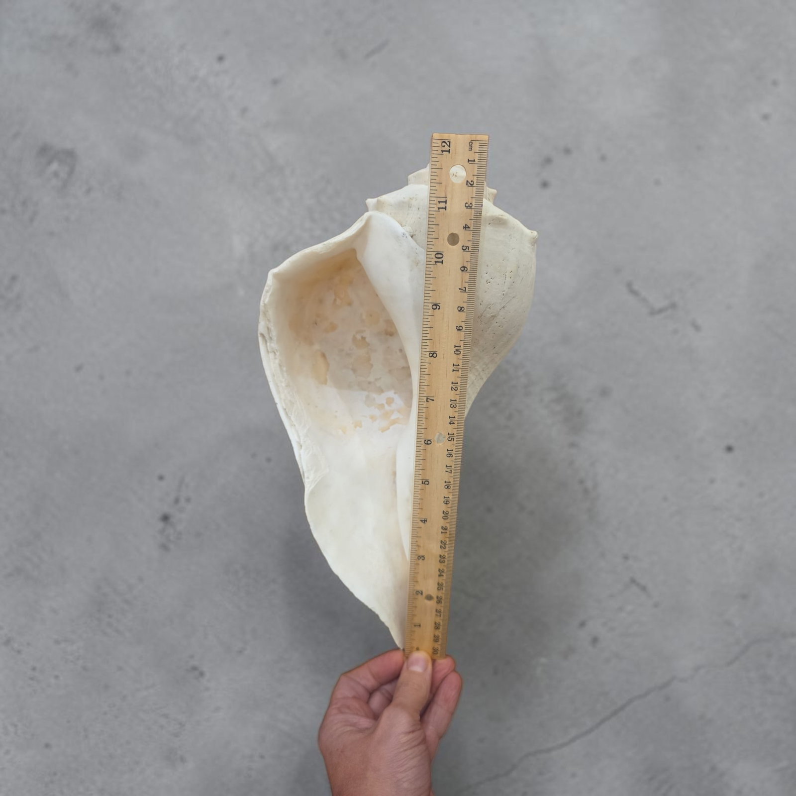 Very Large Natural Sea Shell - 2